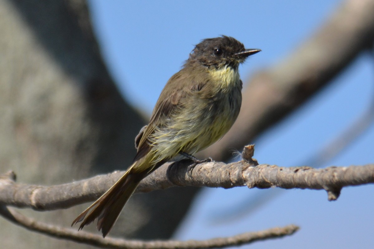 Eastern Phoebe - ML642227100