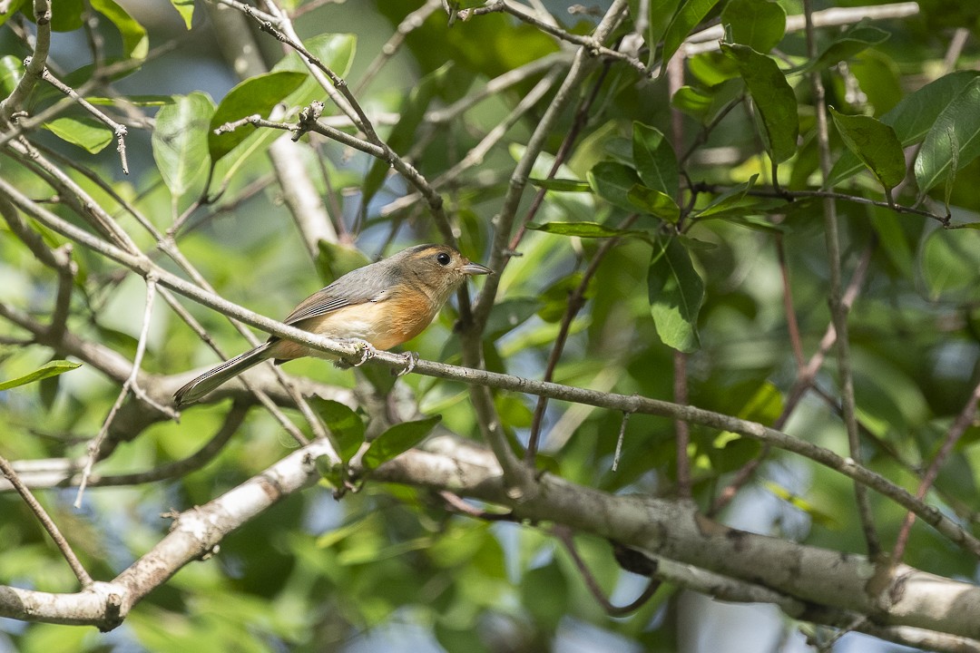 Gray-throated Chat - ML642227108