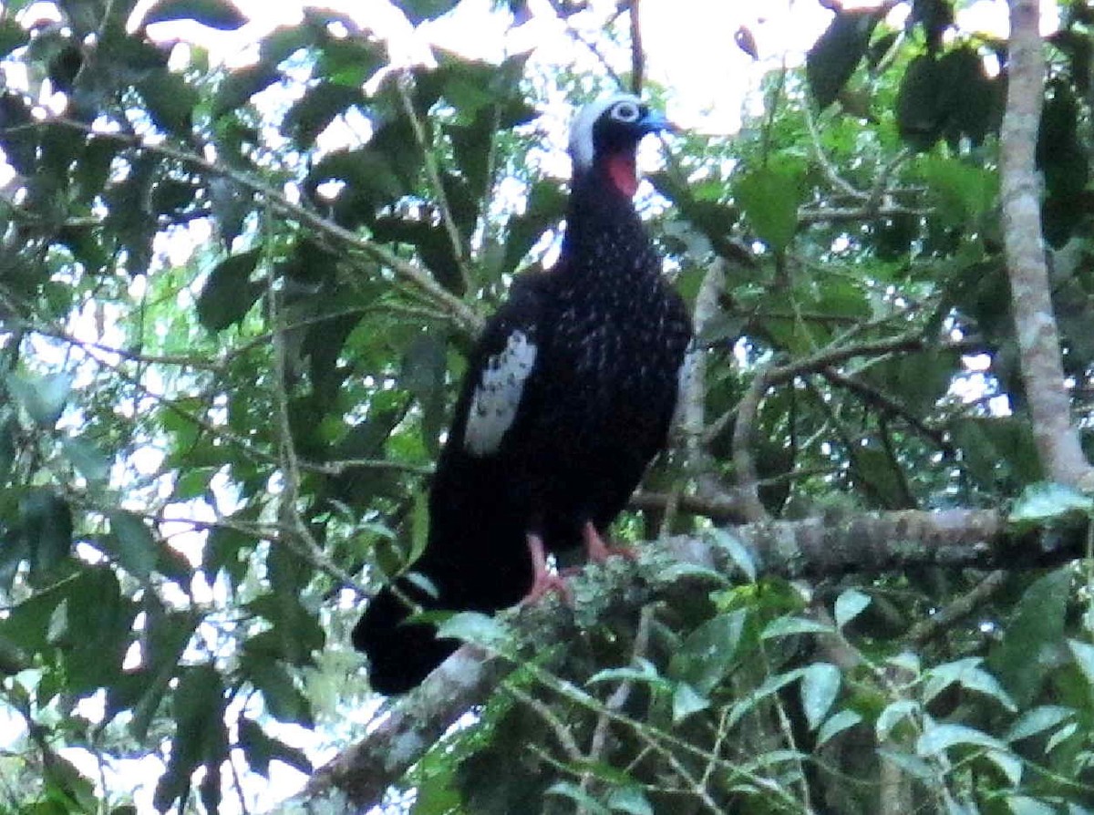 Black-fronted Piping-Guan - ML642227112