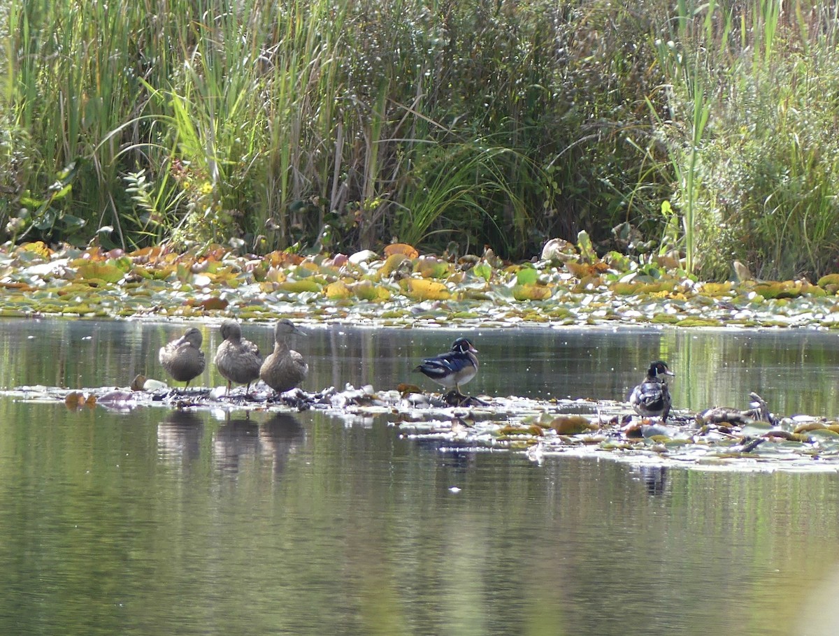 Wood Duck - ML642227114