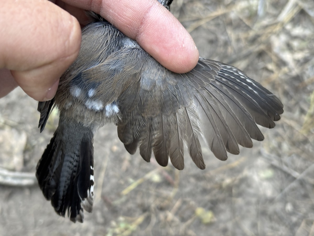 Bewick's Wren - ML642227125