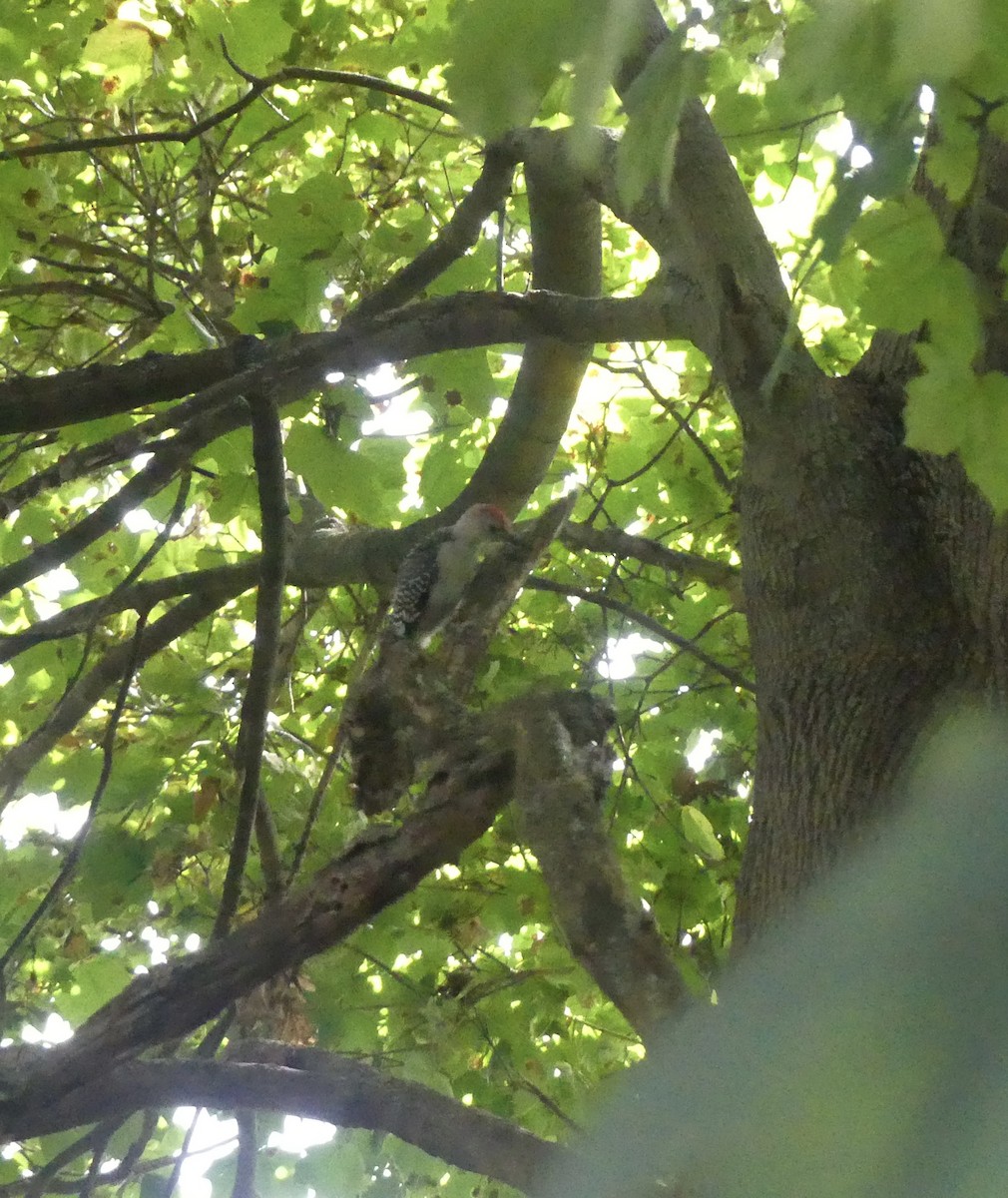 Red-bellied Woodpecker - ML642227129