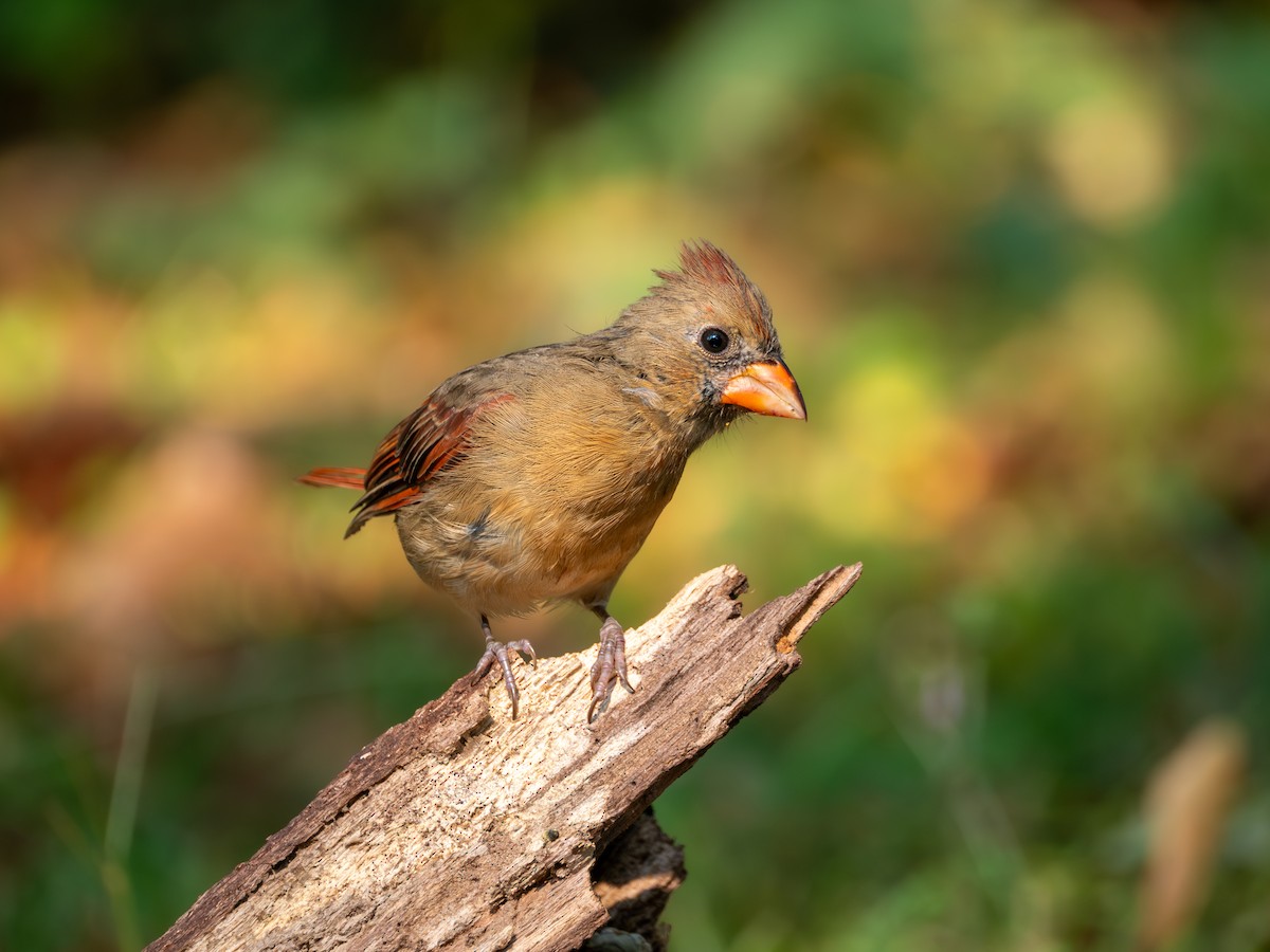 ショウジョウコウカンチョウ - ML642227157