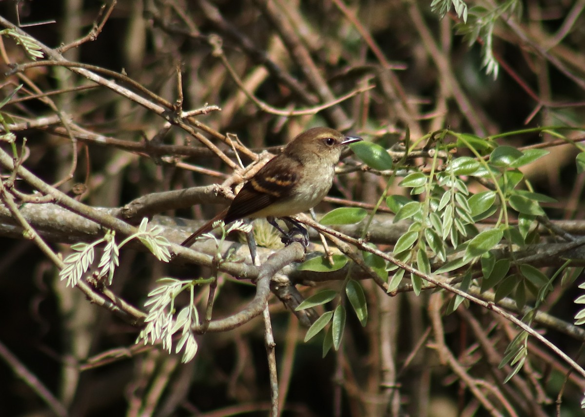 Fuscous Flycatcher - ML642227164