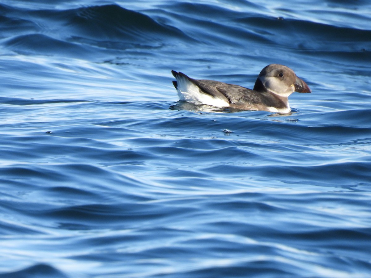 Atlantic Puffin - ML642227178