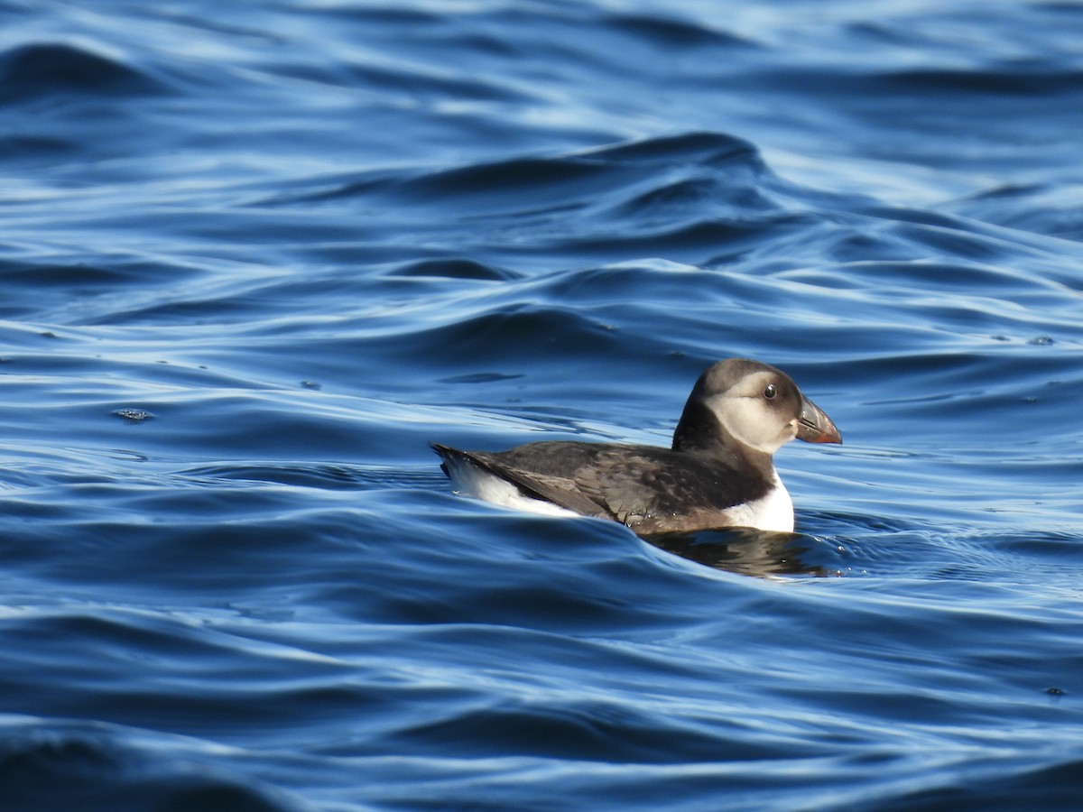 Atlantic Puffin - ML642227179