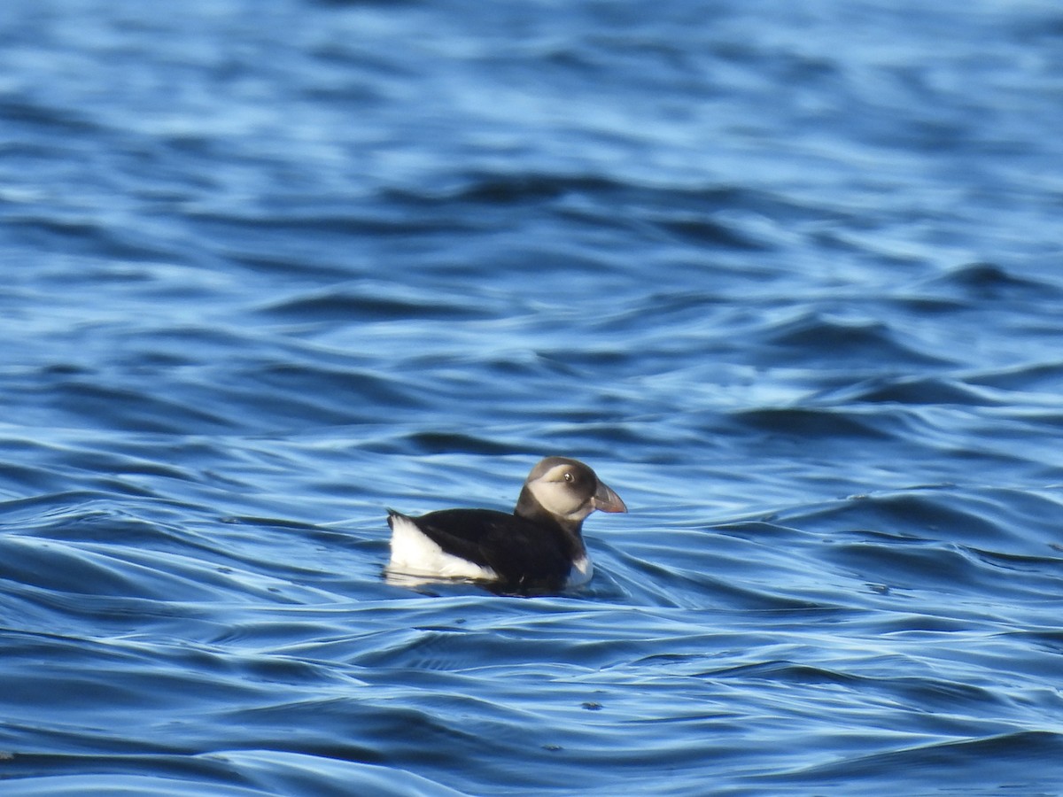 Atlantic Puffin - ML642227182