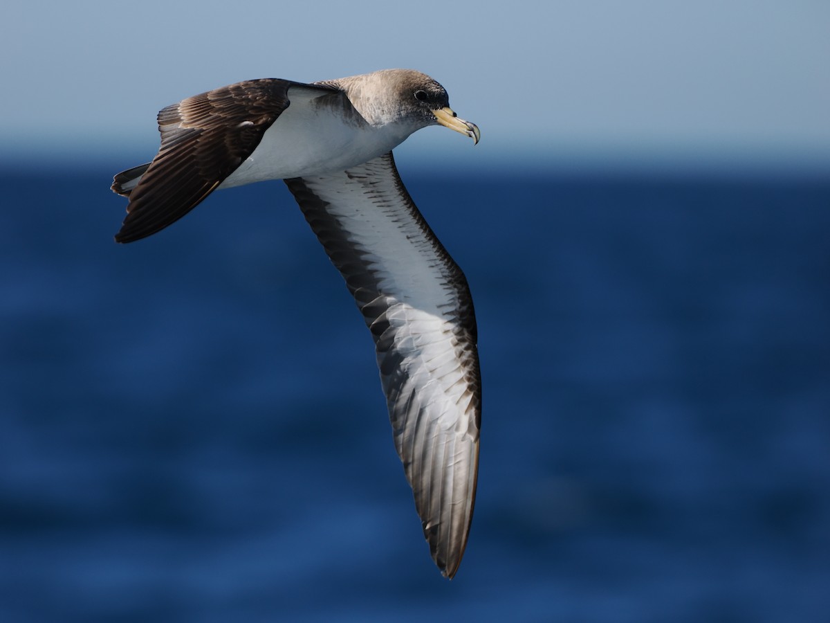 Scopoli's Shearwater - ML642227186
