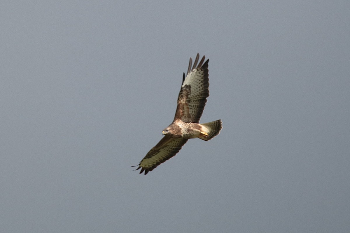 Buse variable - ML642227196