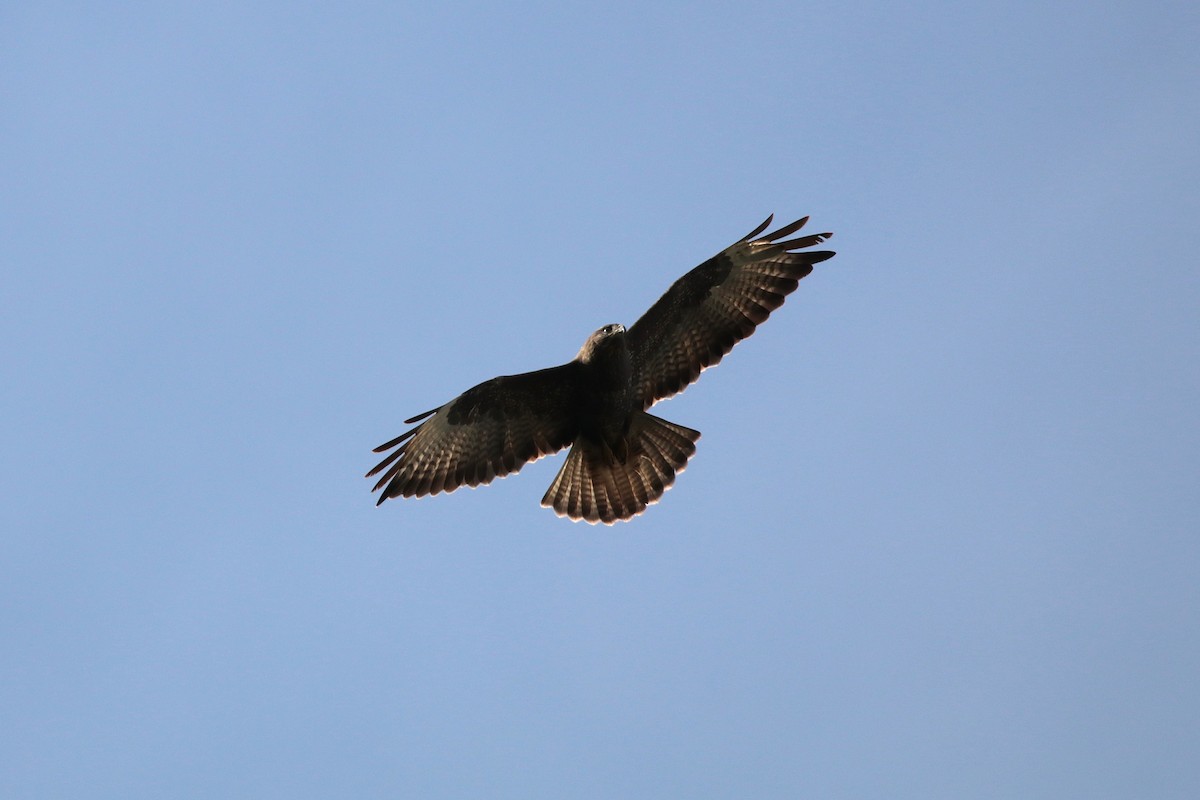 Buse variable - ML642227197