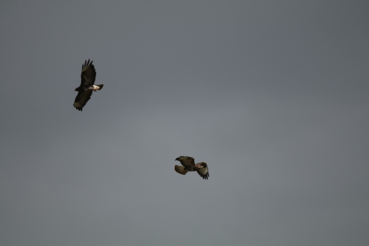 Buse variable - ML642227199