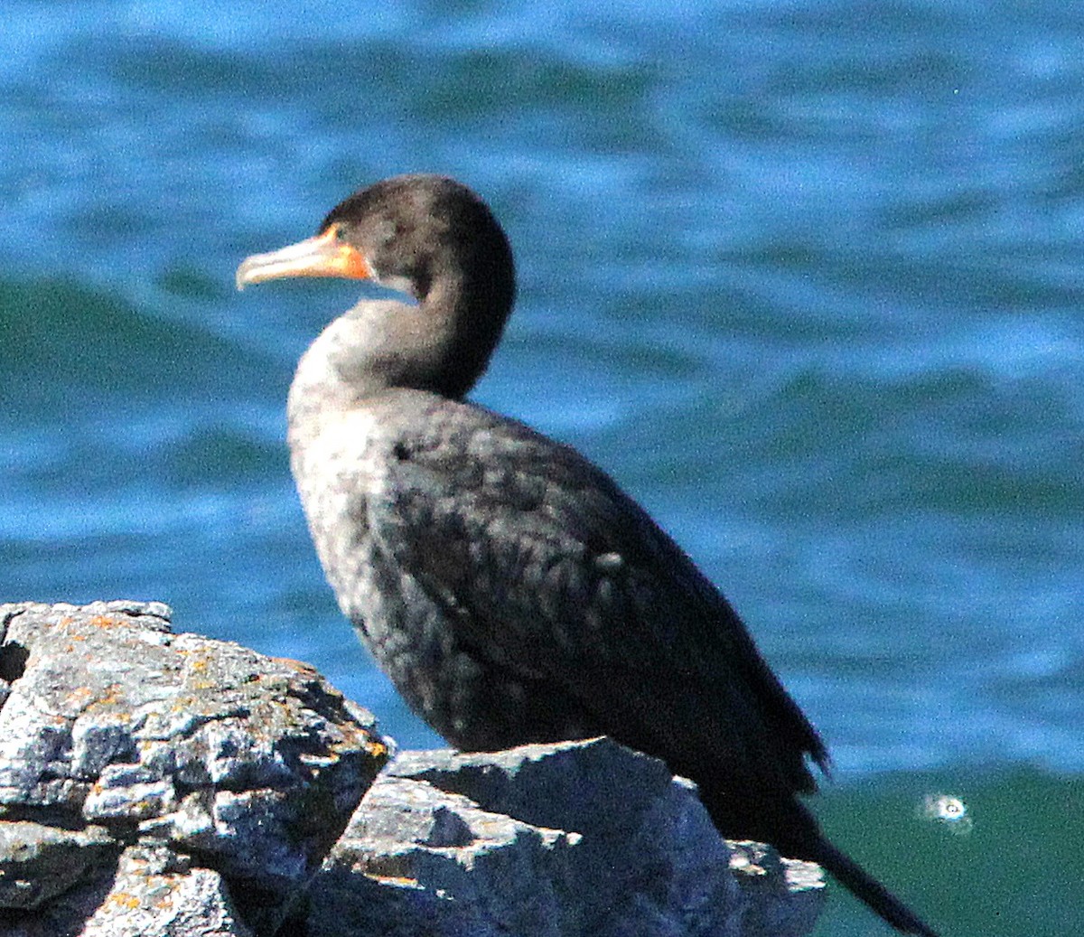 Double-crested Cormorant - ML642227239