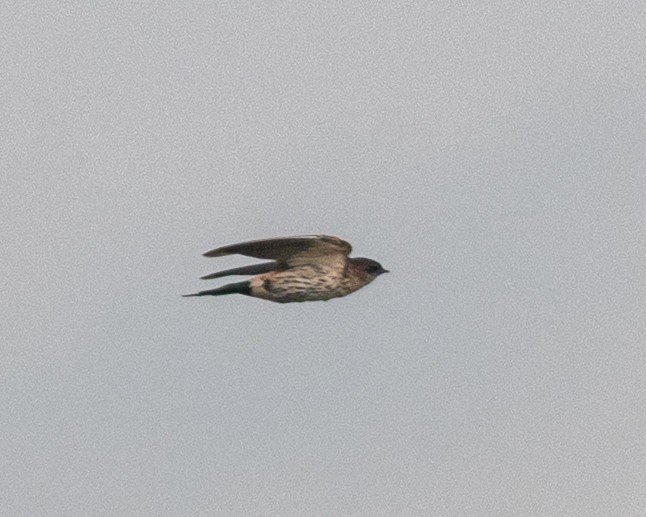 Eastern Red-rumped Swallow (Striated) - ML642227251