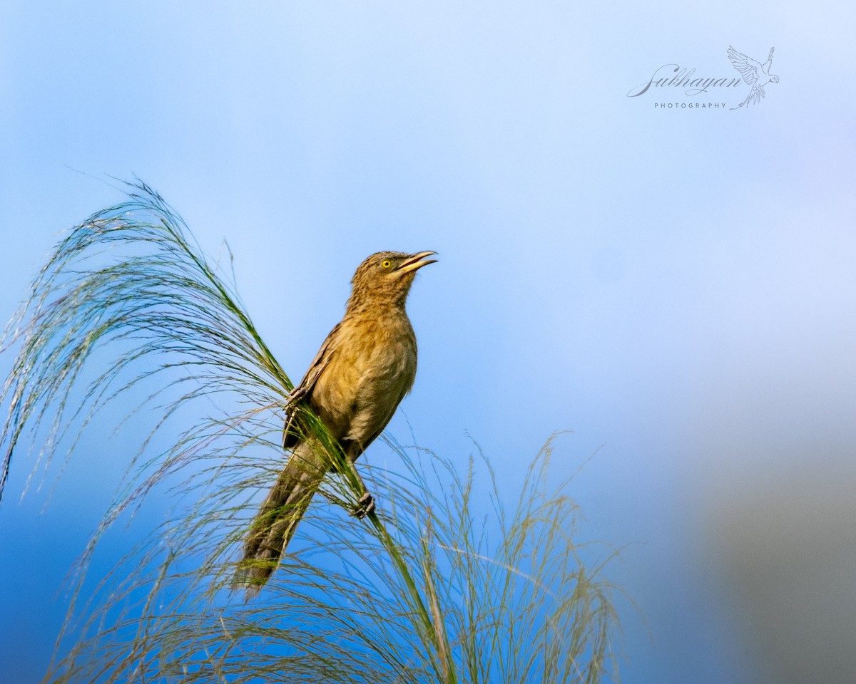 Кратеропа смугастоголова - ML642227253