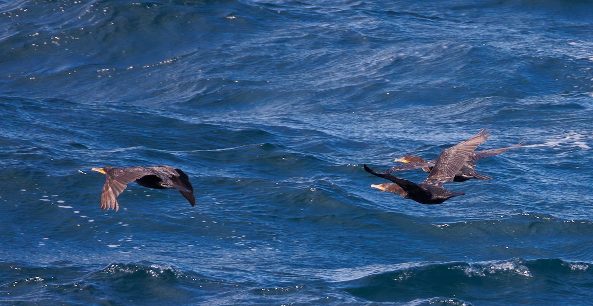 Double-crested Cormorant - ML642227255