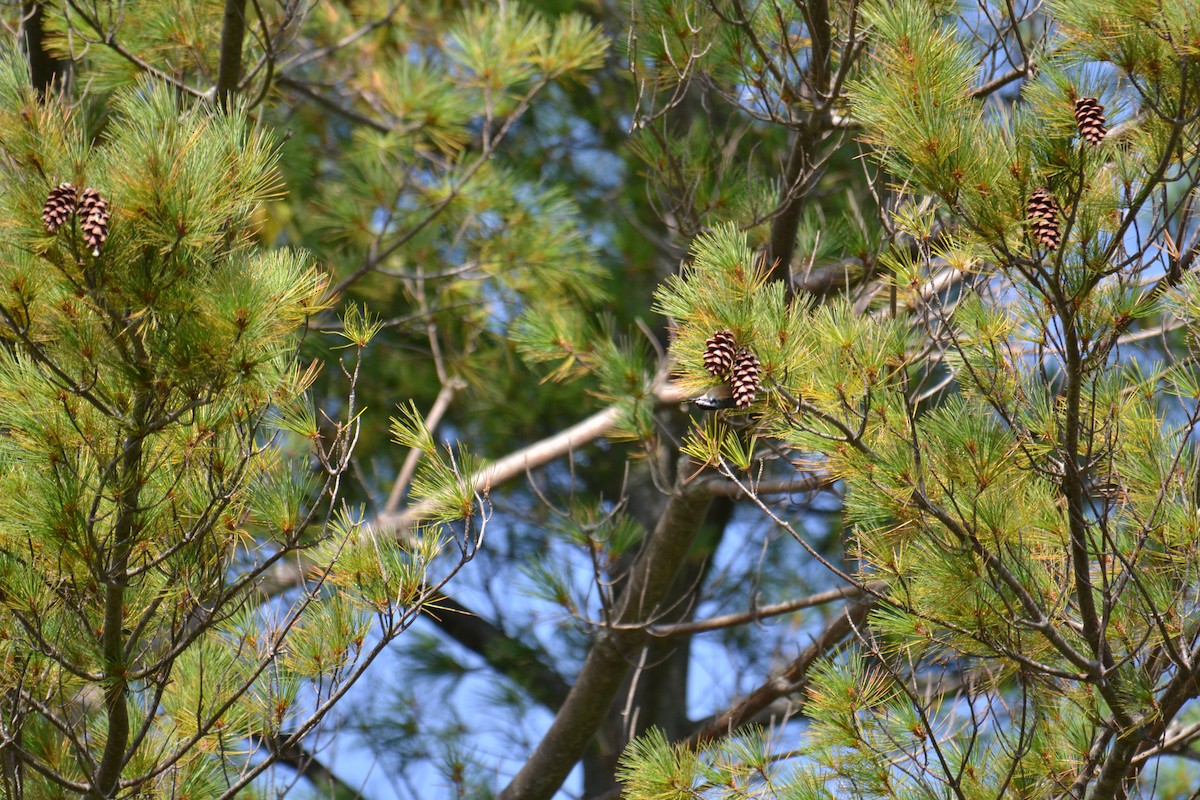 Red-breasted Nuthatch - ML642227259