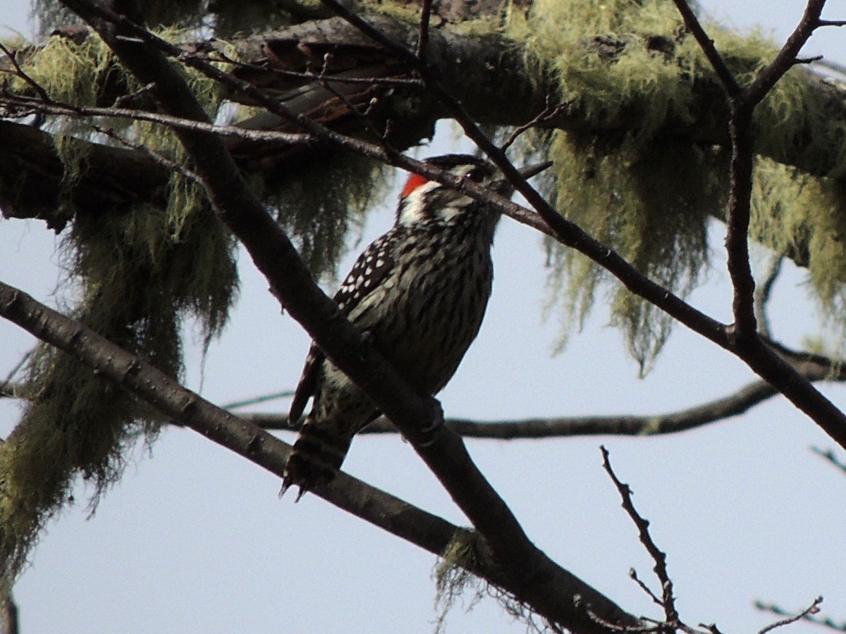 Striped Woodpecker - ML642227267