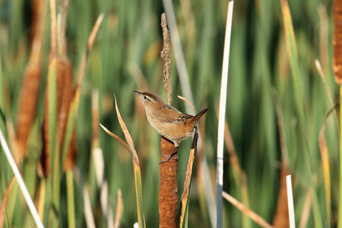 Marsh Wren - ML642227288