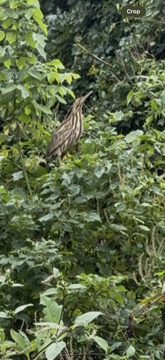 American Bittern - ML642227301