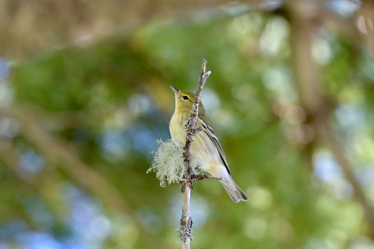 Paruline rayée - ML642227303