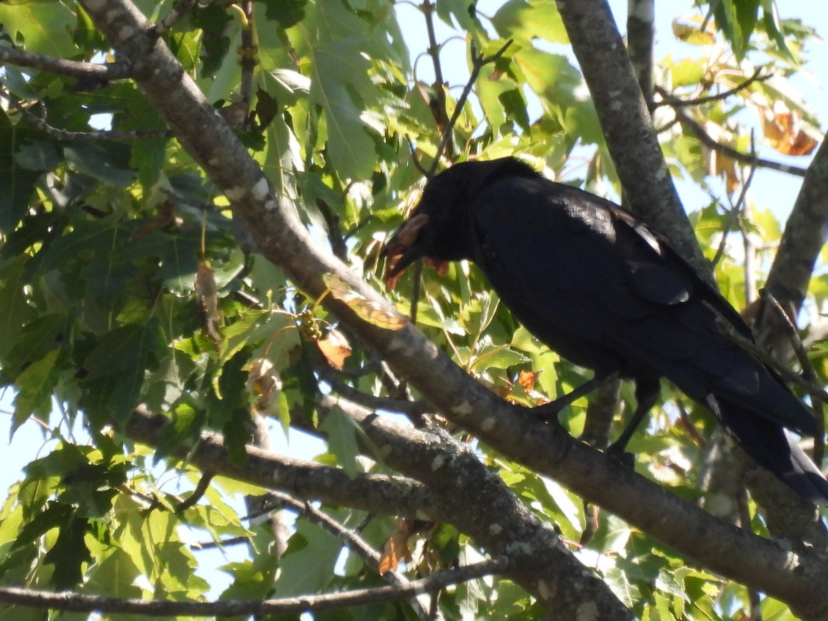 Fish Crow - ML642227312