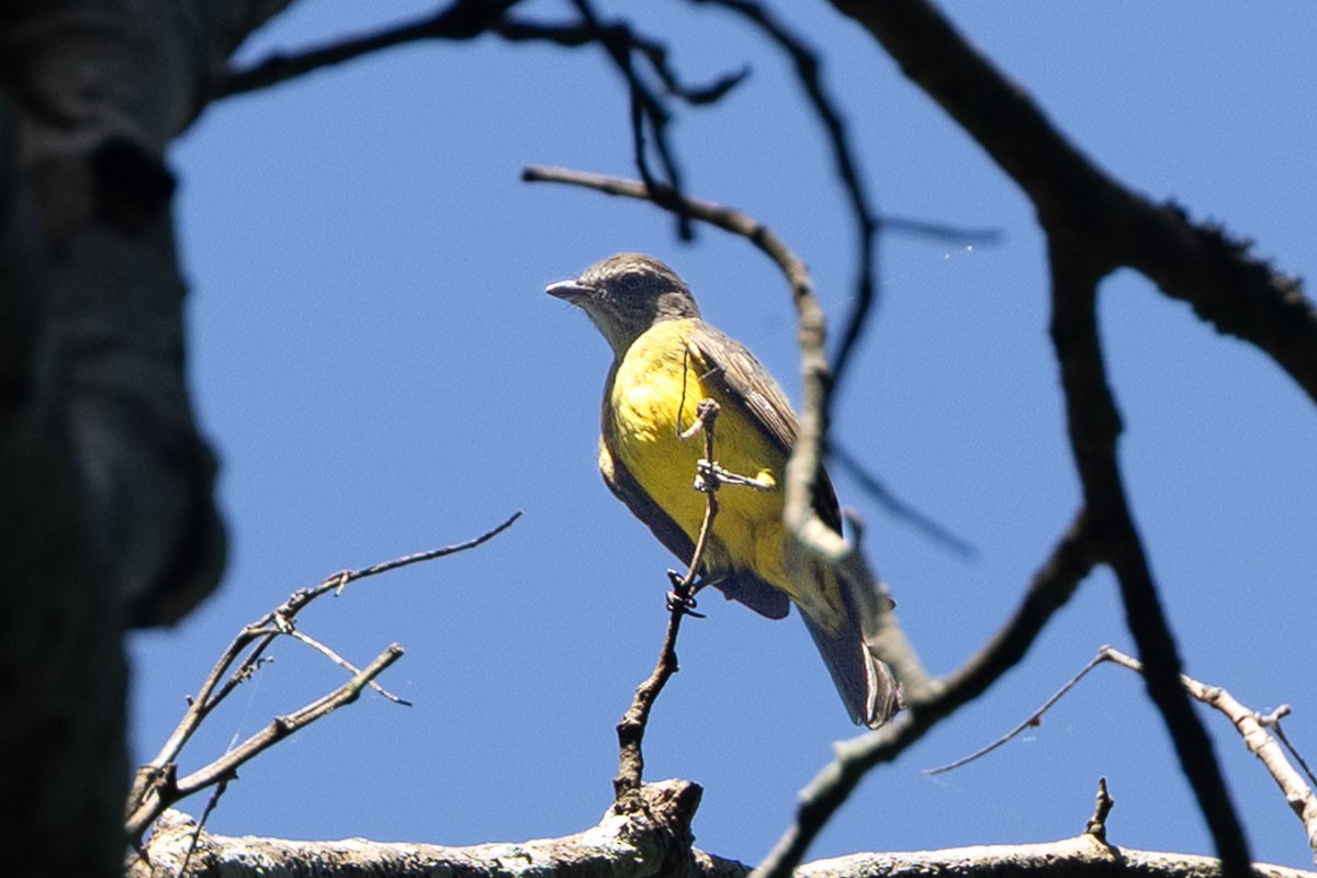 Dusky-chested Flycatcher - ML642227326