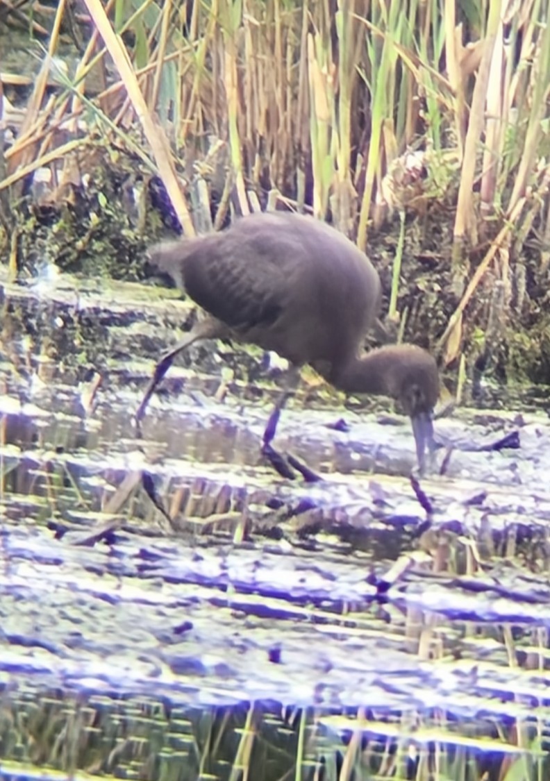 Glossy/White-faced Ibis - ML642227328