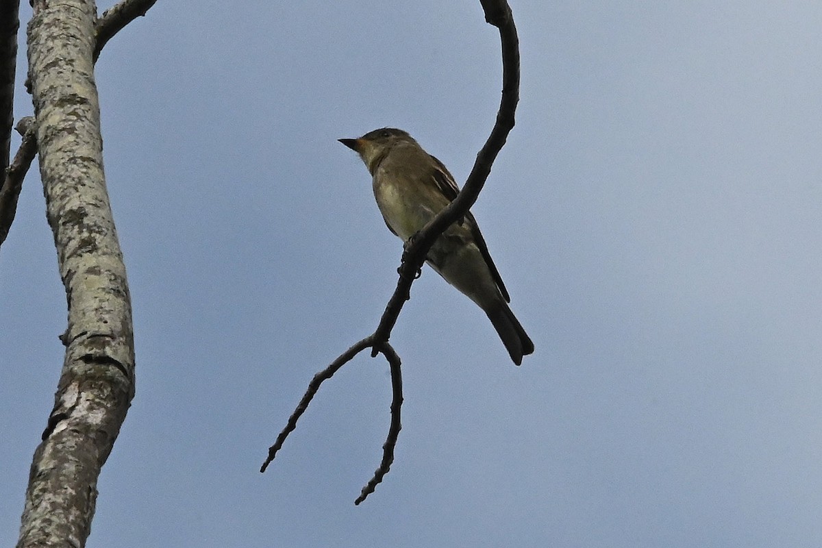 Western Wood-Pewee - ML642227359