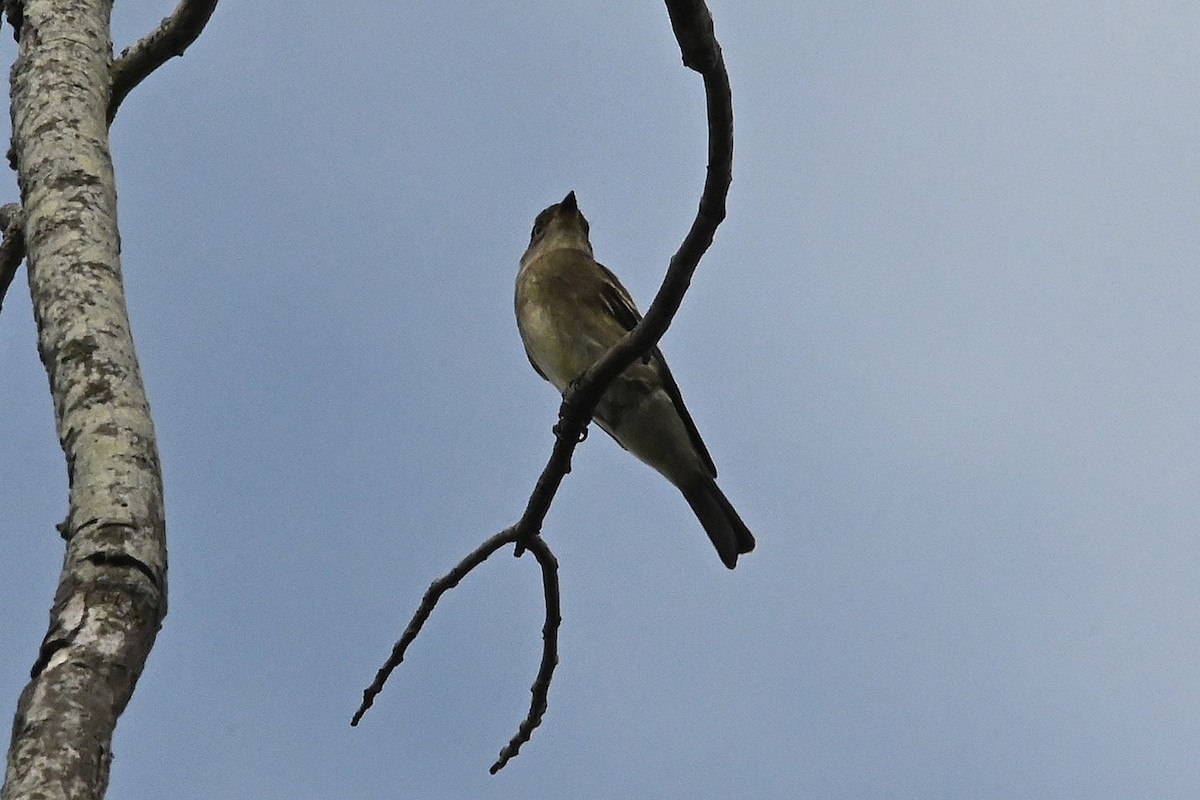 Western Wood-Pewee - ML642227360