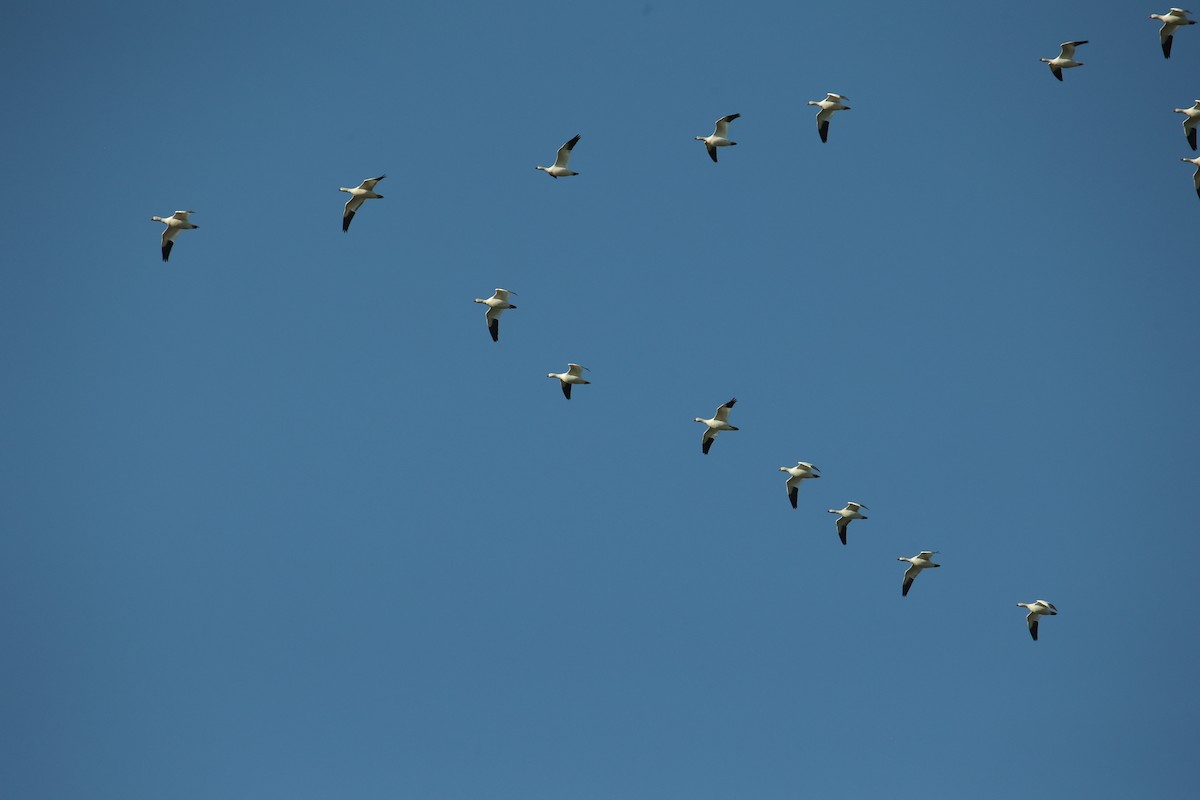 Snow Goose - ML642227361