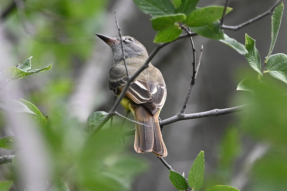 Great Crested Flycatcher - ML642227380