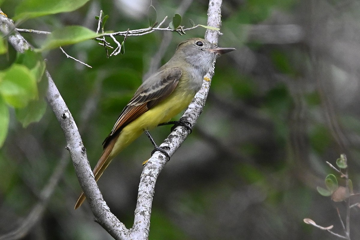 Great Crested Flycatcher - ML642227382