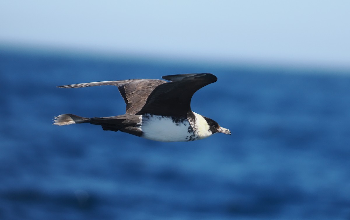 Pomarine Jaeger - ML642227387