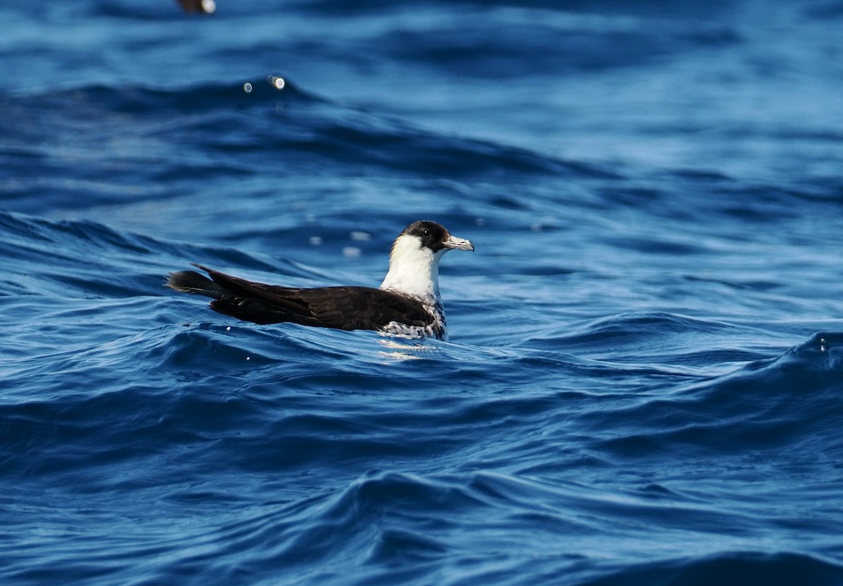 Pomarine Jaeger - ML642227388