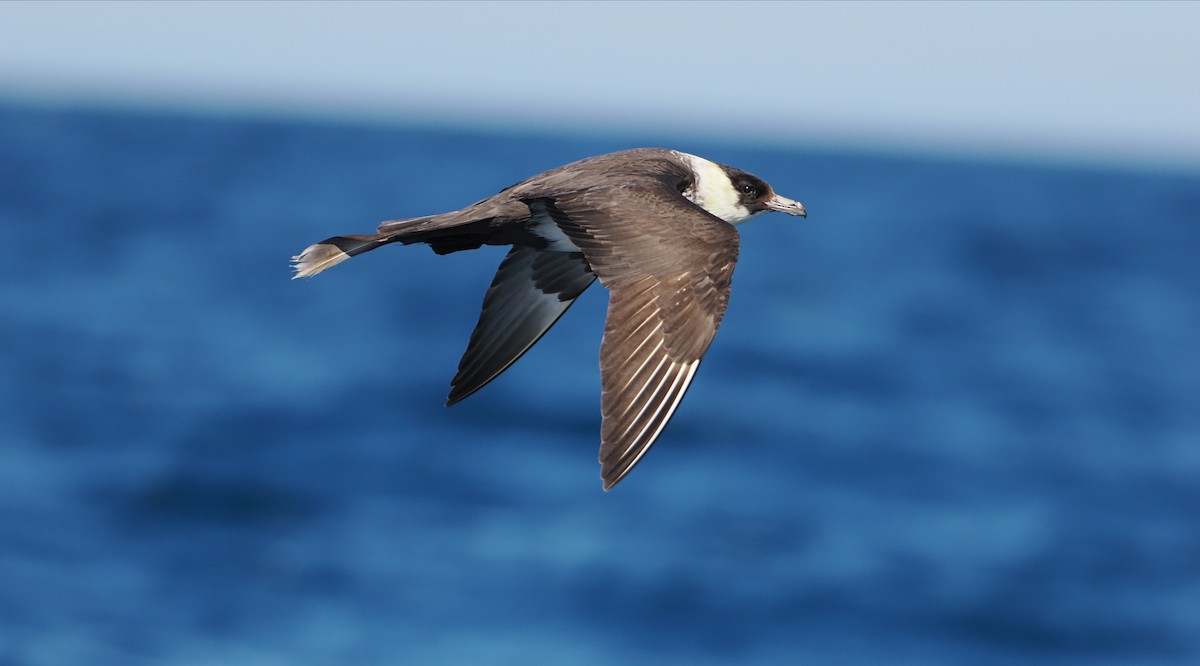 Pomarine Jaeger - ML642227389