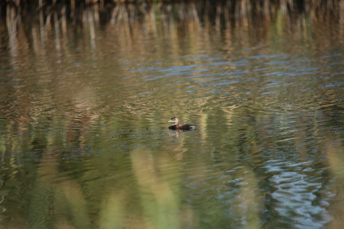 Pied-billed Grebe - ML642227394