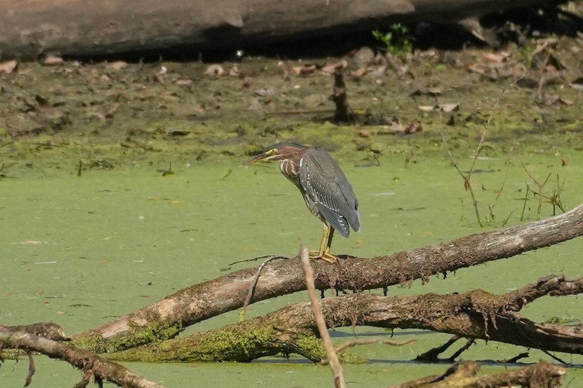 Green Heron - ML642227404