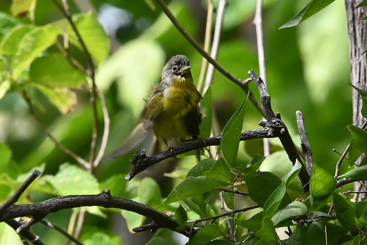 Nashville Warbler - ML642227418