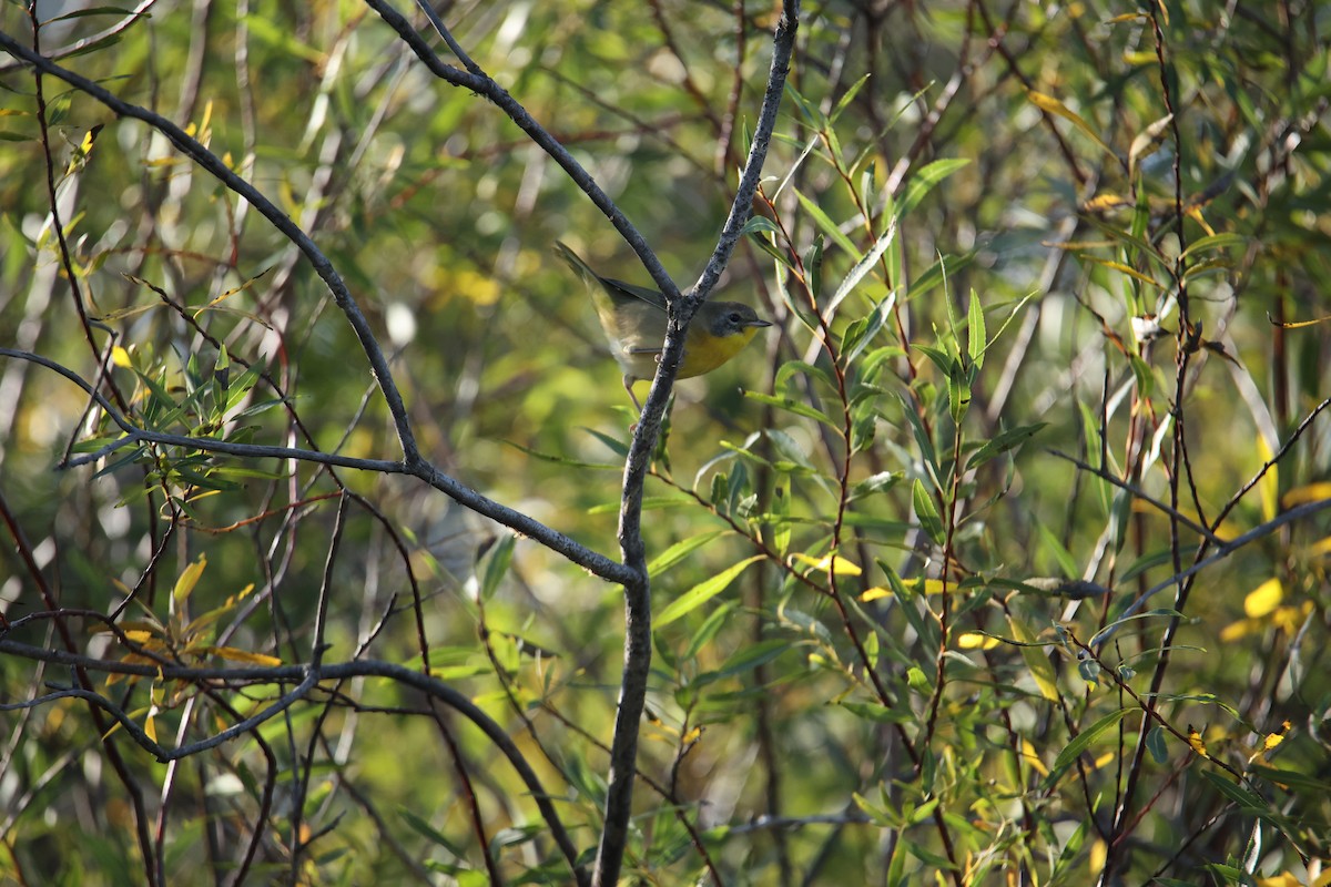 Common Yellowthroat - ML642227428