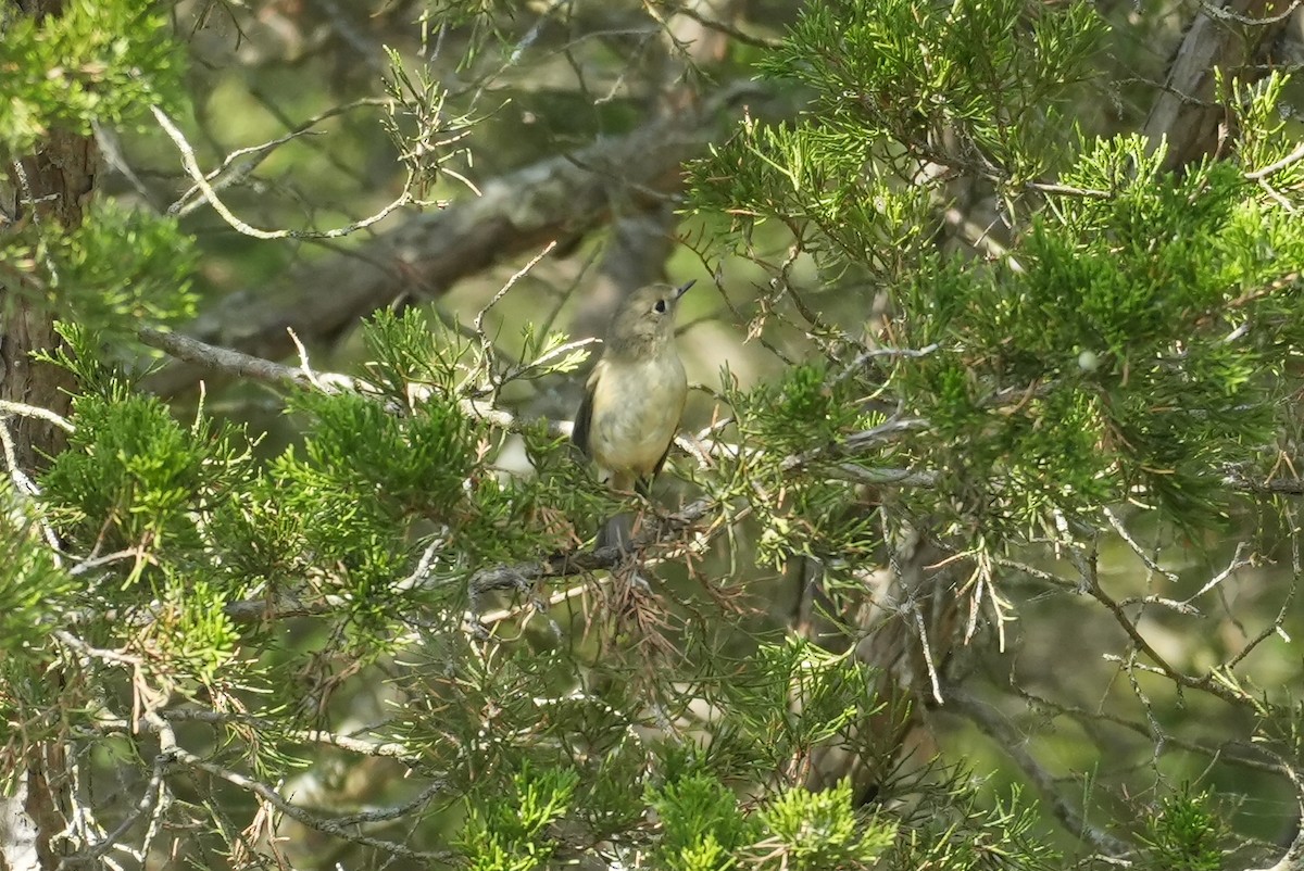 Ruby-crowned Kinglet - ML642227430