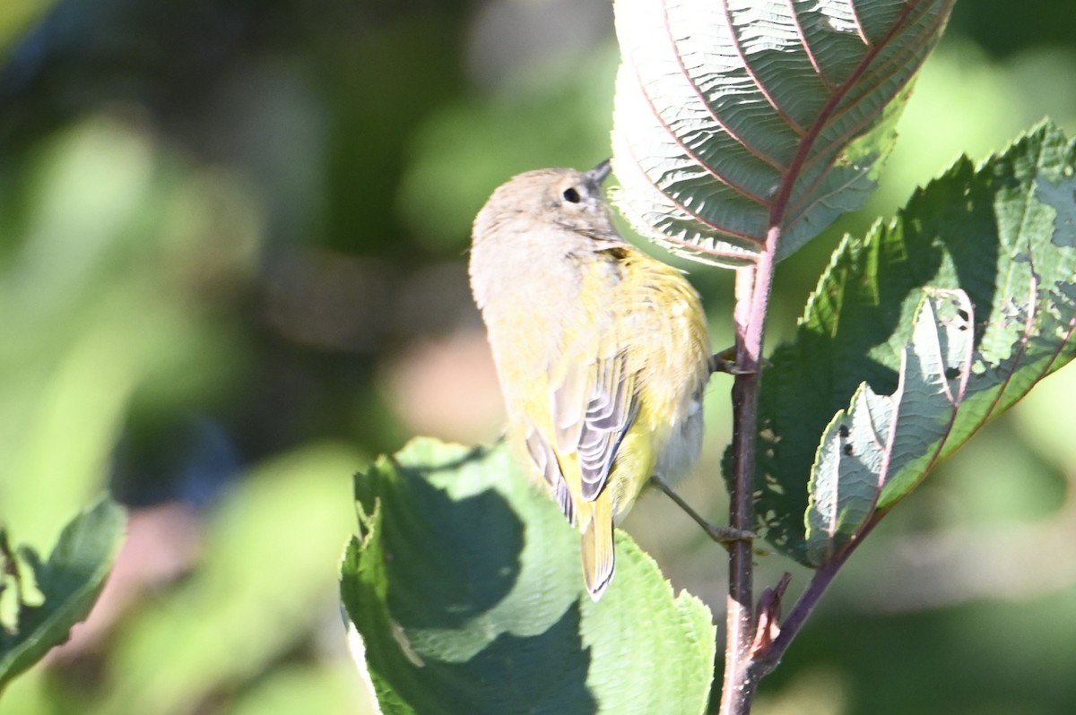 Nashville Warbler - ML642227451