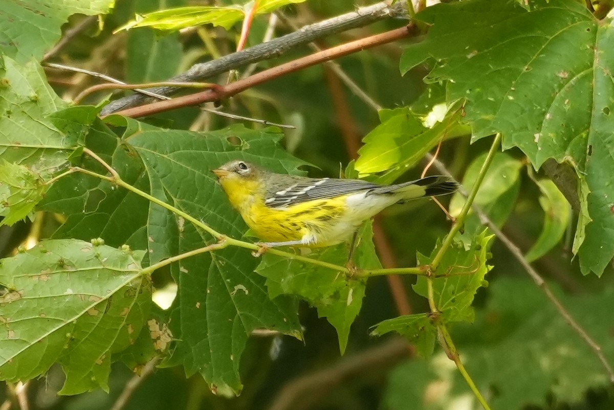Magnolia Warbler - ML642227457