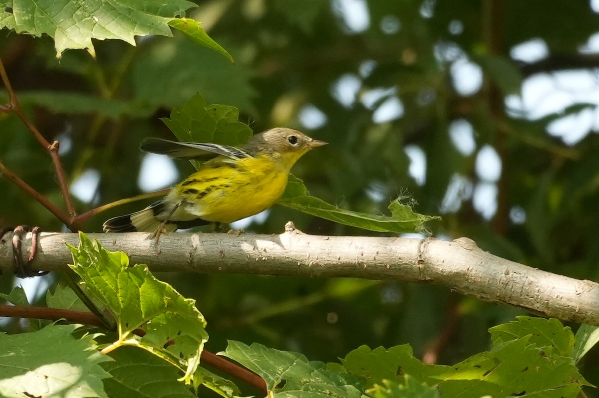 Magnolia Warbler - ML642227458