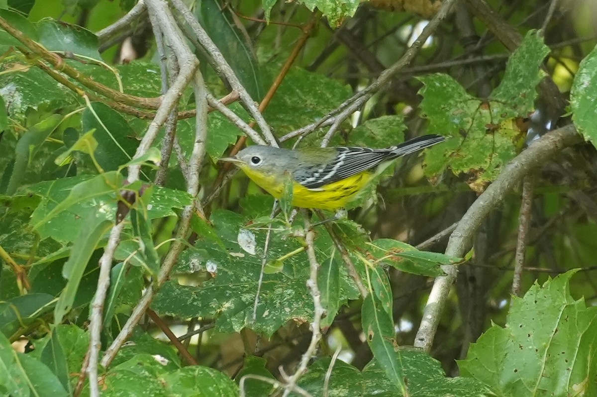 Magnolia Warbler - ML642227459