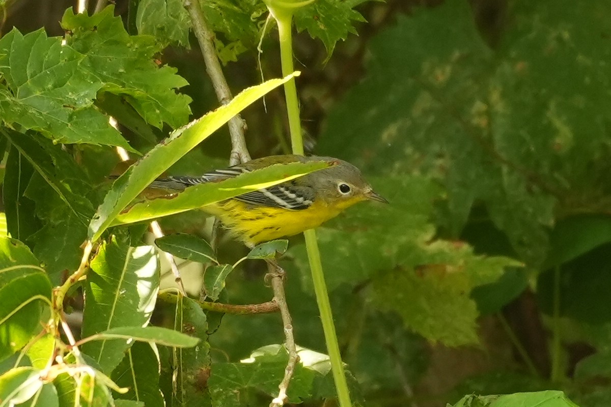 Magnolia Warbler - ML642227460
