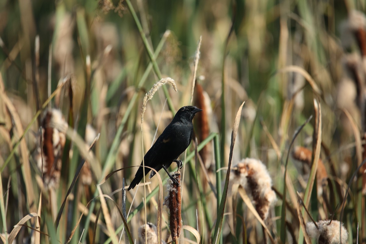Red-winged Blackbird - ML642227463