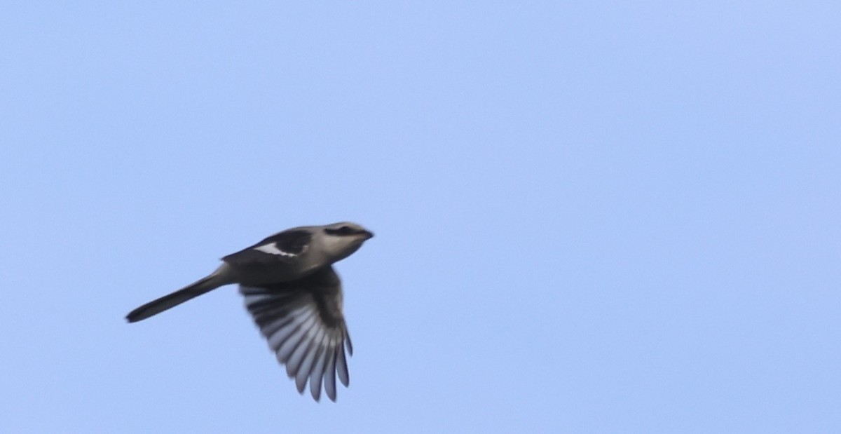 Great Gray Shrike - ML642227479