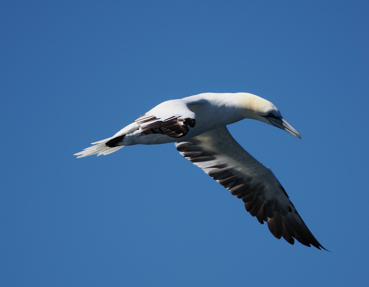 Northern Gannet - ML642227495