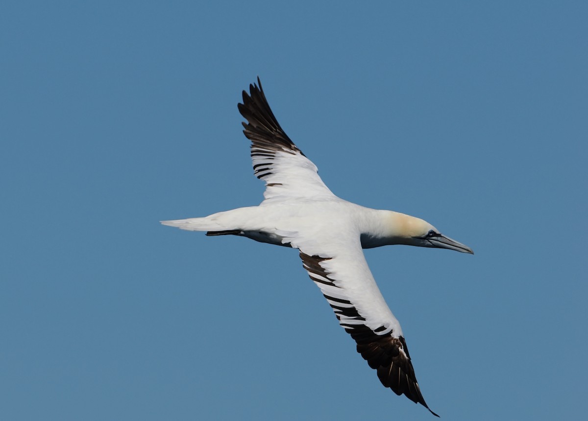 Northern Gannet - ML642227496