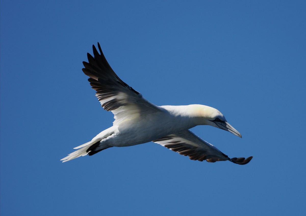 Northern Gannet - ML642227497